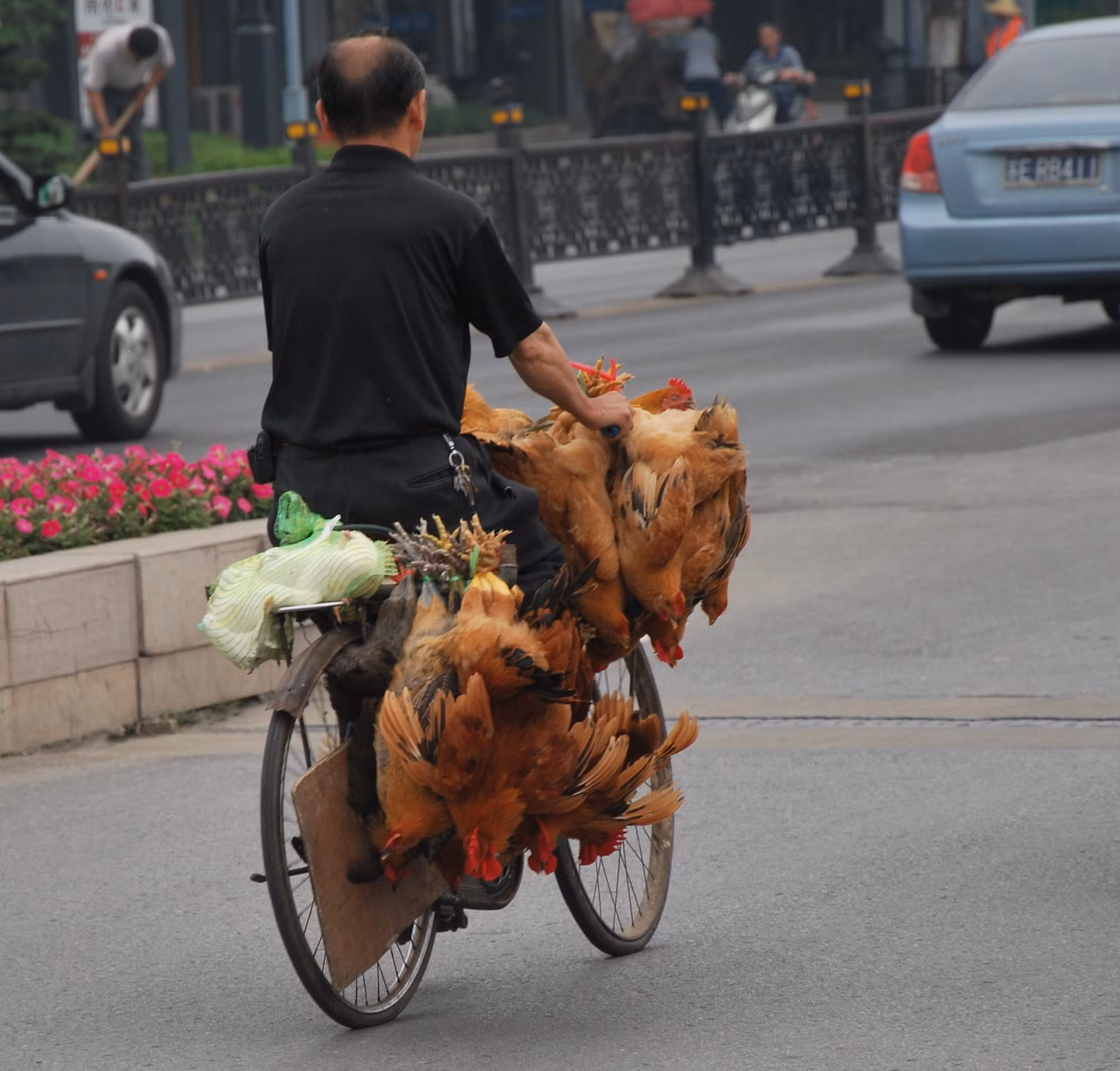 40% số ca nhiễm H7N9 không tiếp xúc với gia cầm ảnh 1