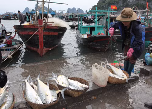Xây dựng Khu kinh tế biển Vân Đồn đạt đẳng cấp quốc tế ảnh 1