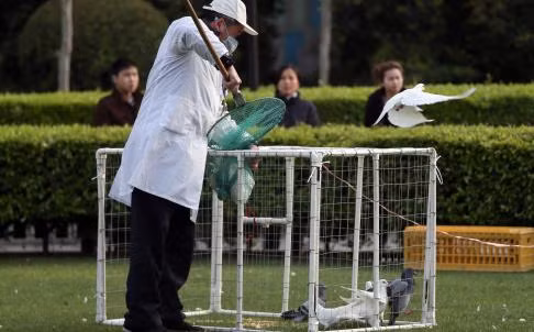 Thêm 1 bệnh nhân H7N9 tử vong ở Thượng Hải ảnh 1