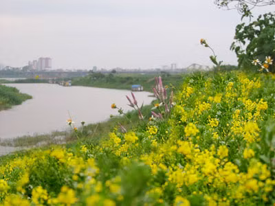 Tiễn mùa hoa cải ảnh 1