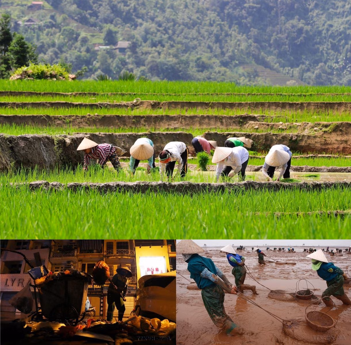 Hiện nay, phụ nữ Việt Nam góp một phần rất lớn vào quá trình phát triển của đất nước, thể hiện ở số nữ chiếm tỉ lệ cao trong lực lượng lao động.