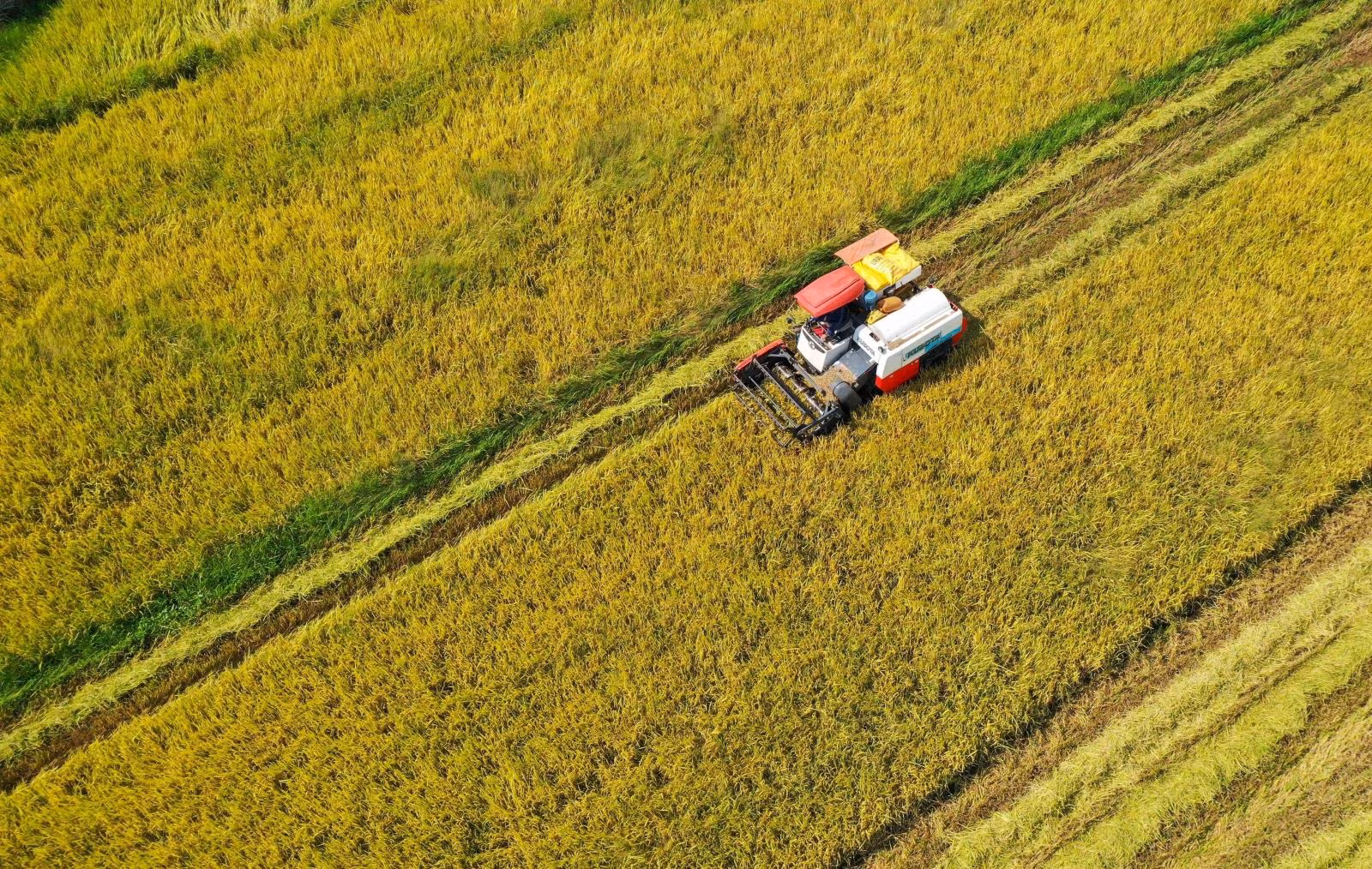Thu hoạch lúa tại xã Hòa Phước, huyện Hòa Vang, thành phố Đà Nẵng.