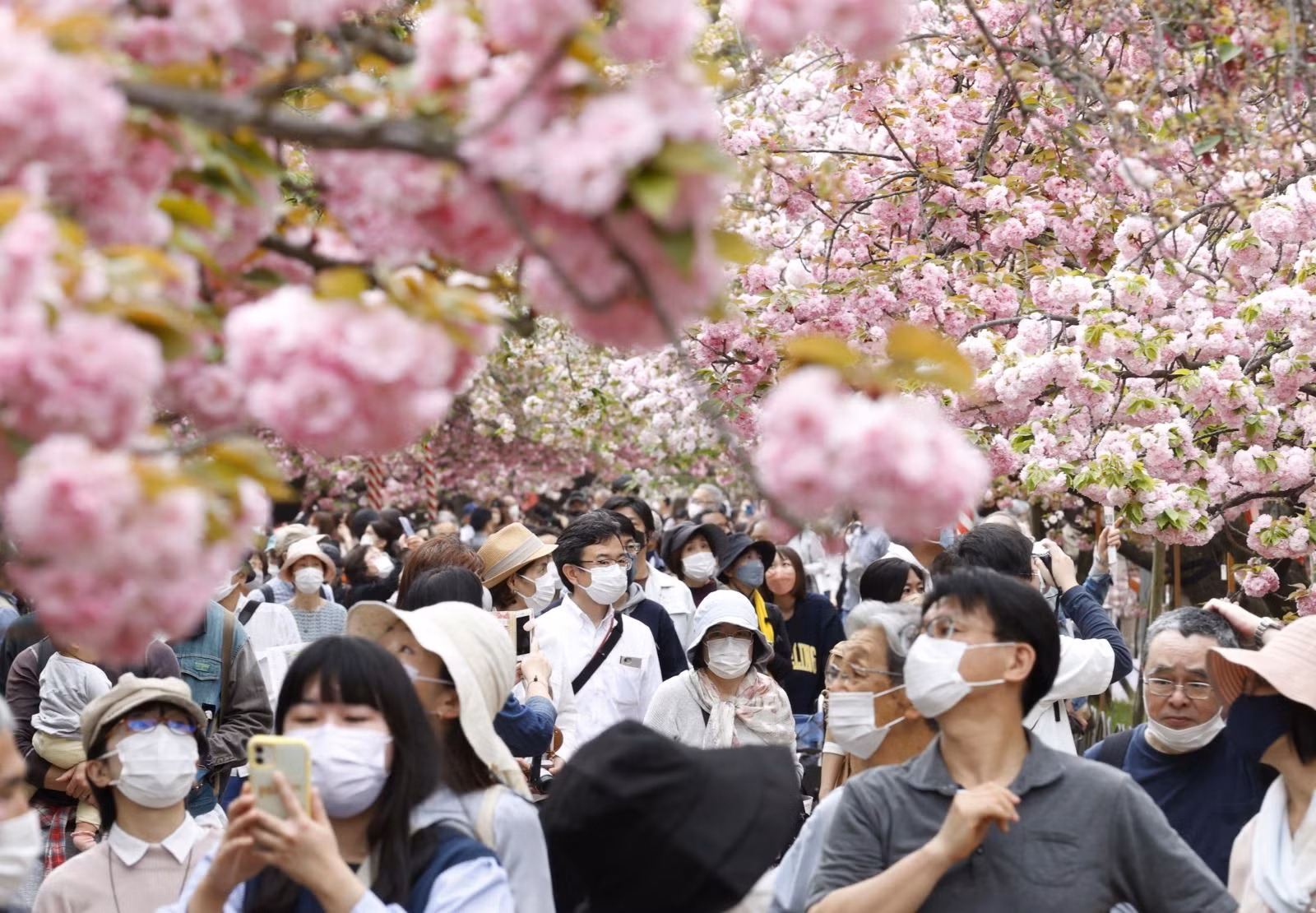Cứ mỗi dịp hoa anh đào nở, lễ hội ngắm hoa "Hanami" tại Nhật Bản lại thu hút đông đảo người tham gia.