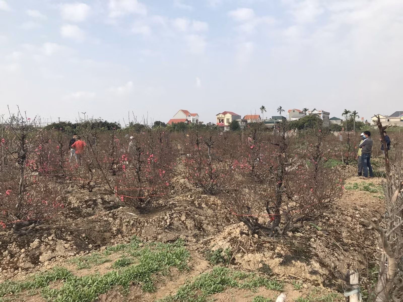 Chính quyền địa phương các cấp ở Hải Dương có sự hỗ trợ kịp thời để giải cứu đào Tết.