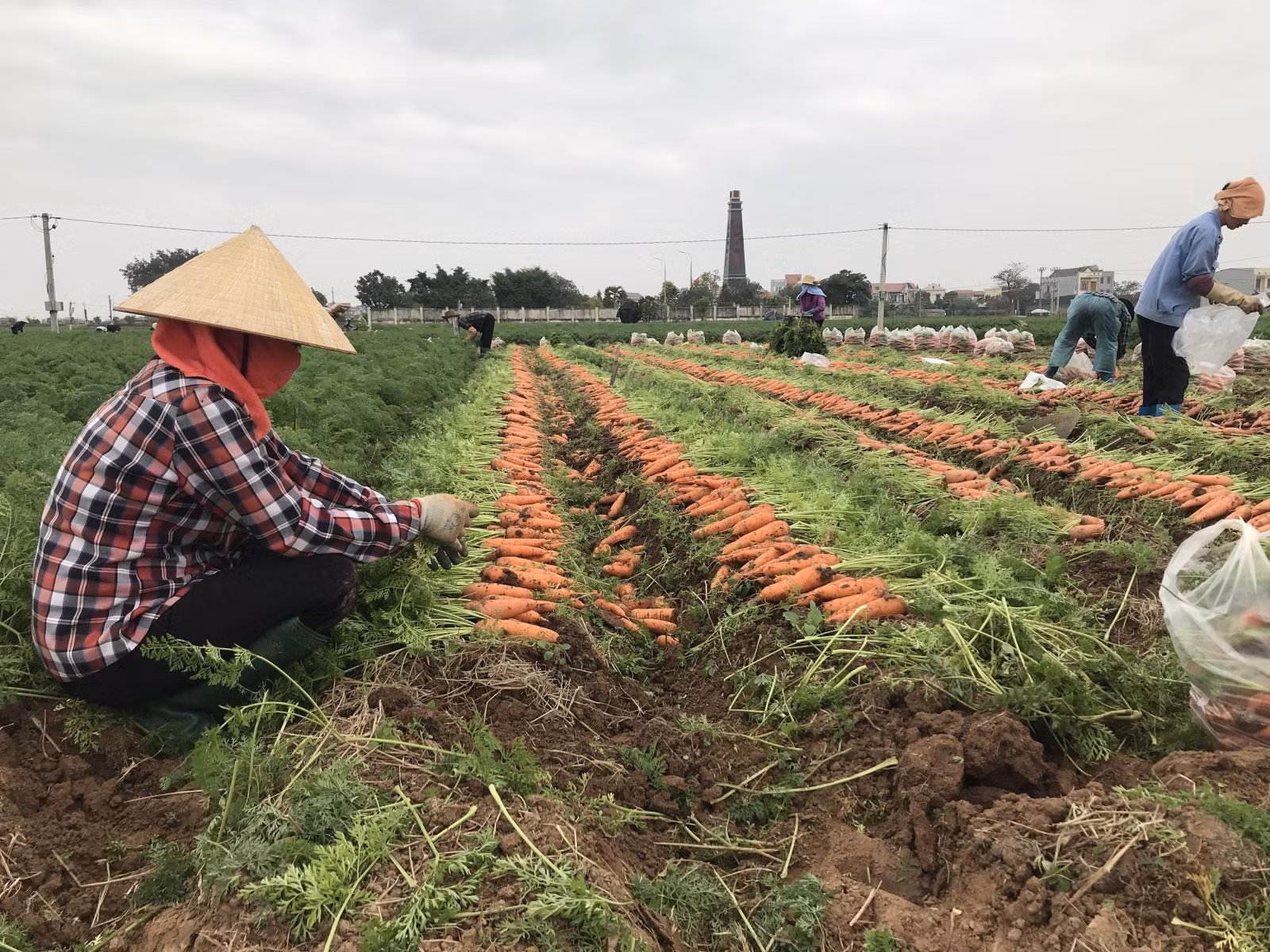 Thu hoạch sản phẩm tại vùng sản xuất chuyên canh Cà rốt huyện Cẩm Giàng (Hải Dương).