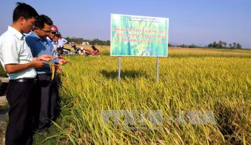 Phú Yên: Giống lúa đạt tiêu chuẩn cho năng suất vượt trội ảnh 1