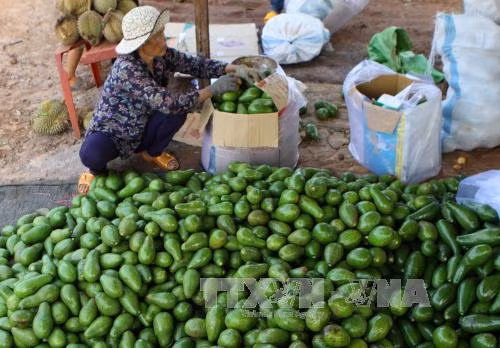 Giá bơ Đắk Lắk tăng cao, người trồng phấn khởi ảnh 1
