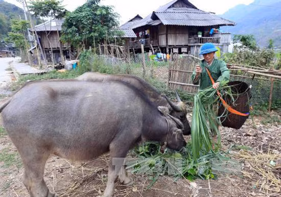 Tạo động lực cho người bị bệnh phong vươn lên ổn định cuộc sống ảnh 1