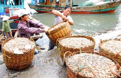 Khai thác hải sản gặp nhiều thuận lợi, ngư dân phấn khởi ảnh 1