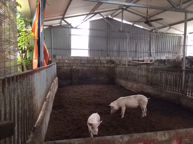 Nhiều trang trại 'treo' chuồng vì giá lợn xuống quá thấp ảnh 1