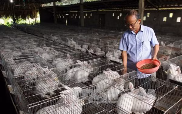 Hoàn thiện chính sách khuyến khích doanh nghiệp đầu tư vào nông nghiệp ảnh 1