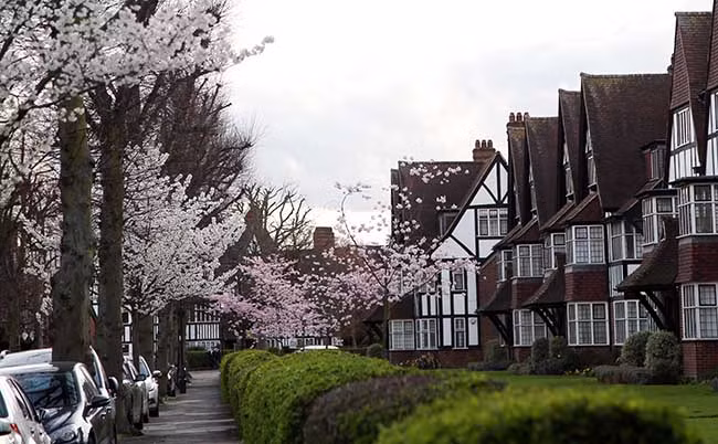 Vẻ đẹp mong manh của hoa anh đào London ảnh 5