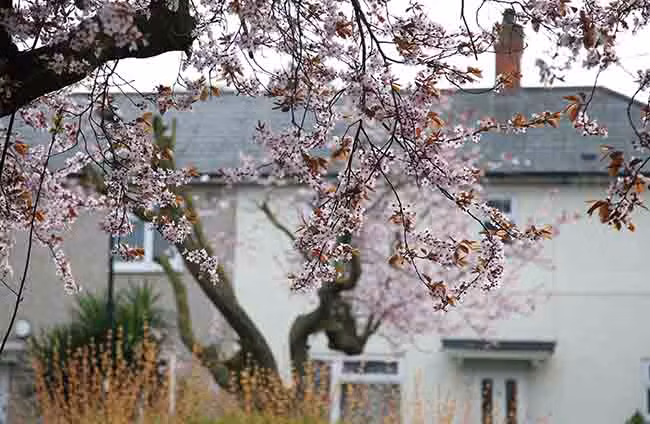 Vẻ đẹp mong manh của hoa anh đào London ảnh 1
