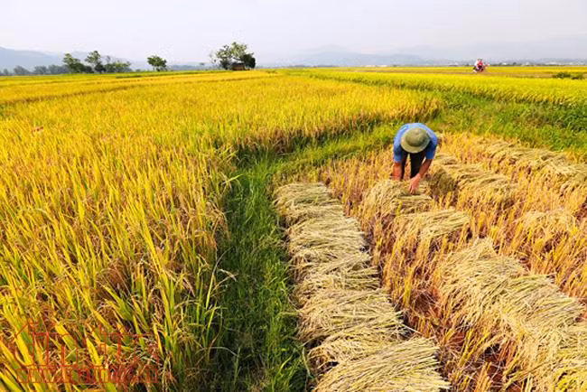 Mùa vàng bội thu trên cánh đồng Mường Thanh ảnh 4