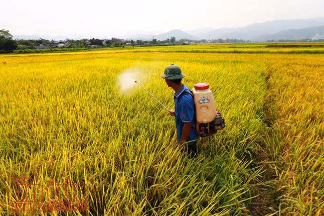 Mùa vàng bội thu trên cánh đồng Mường Thanh ảnh 3
