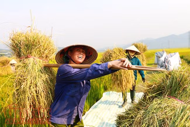 Mùa vàng bội thu trên cánh đồng Mường Thanh ảnh 7