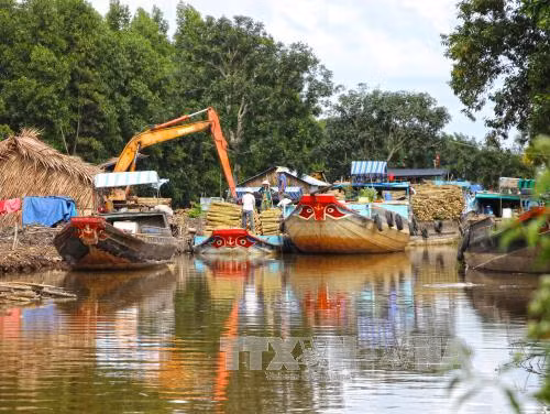 Phát triển mô hình trồng keo lai ở vùng đất U Minh Hạ ảnh 1