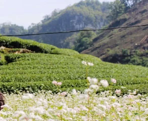 Tháng 4, đi Mộc Châu ngắm hoa tam giác mạch khoe sắc ảnh 2