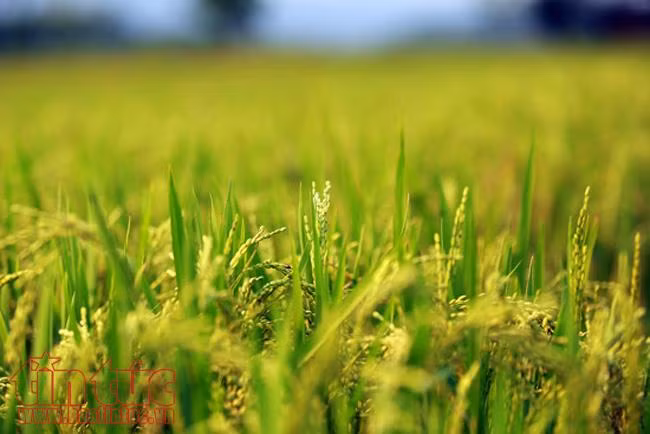 Mùa vàng bội thu trên cánh đồng Mường Thanh ảnh 5