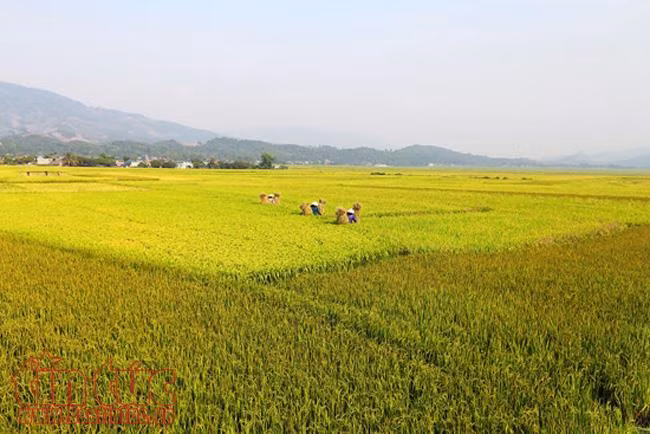 Mùa vàng bội thu trên cánh đồng Mường Thanh ảnh 6