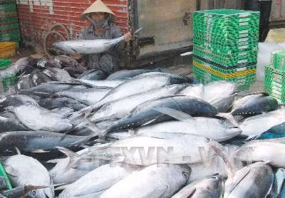 Khai thác hải sản gặp nhiều thuận lợi, ngư dân phấn khởi ảnh 2