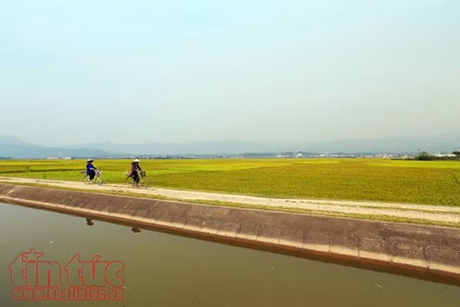 Mùa vàng bội thu trên cánh đồng Mường Thanh ảnh 2