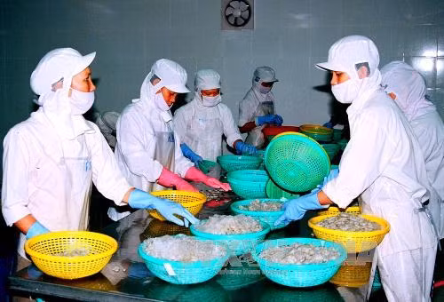 Mỹ gia hạn áp thuế chống bán phá giá với tôm đông lạnh Việt Nam ảnh 1