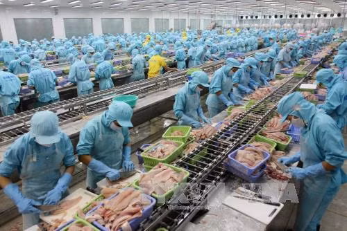 Cá tra lại gặp khó khi vào Hoa Kỳ ảnh 1