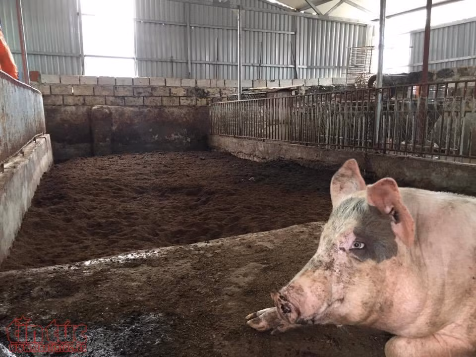 Chưa khi nào thịt lợn Việt Nam lại rẻ và sạch như hiện nay ảnh 2