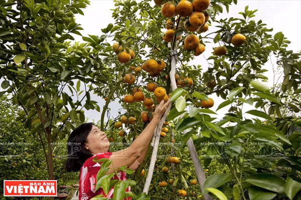 Đồng Tháp: Liên kết tiêu thụ nhiều loại trái cây đặc sản ảnh 1