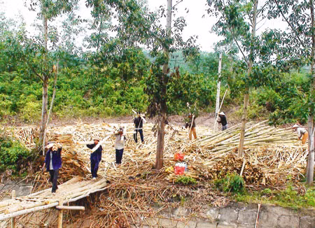 Để đất rừng không bị lãng phí ảnh 1