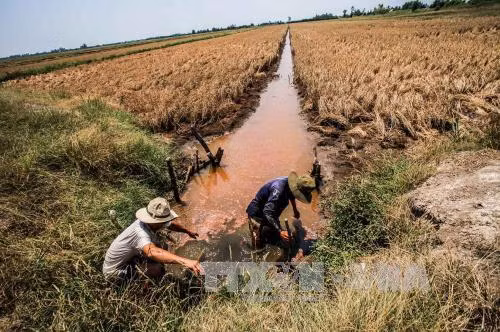 Mặn xâm nhập sâu các tỉnh Đồng bằng sông Cửu Long ảnh 1