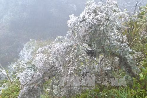 Băng tuyết phủ trắng Sa Pa ảnh 1