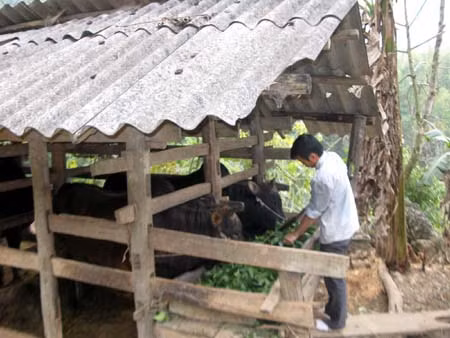 Cao Bằng: Đột phá từ “3 cây + 1 con” ảnh 1