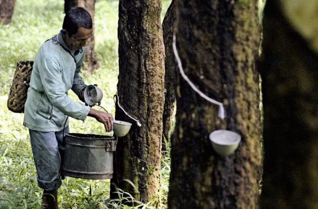 Cao su Thái Lan "điêu đứng" khi kinh tế Trung Quốc suy giảm ảnh 1