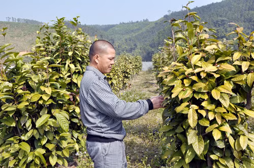 Trà hoa vàng - cây trồng giá trị kinh tế cao ảnh 1