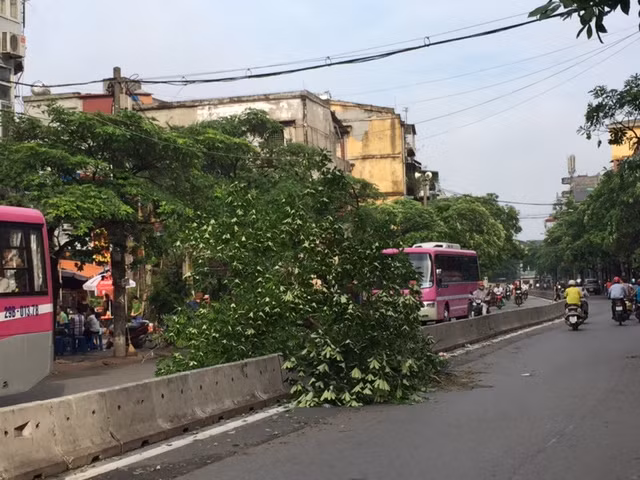 Hà Nội khẩn trương dọn cây đổ sau dông lốc ảnh 15
