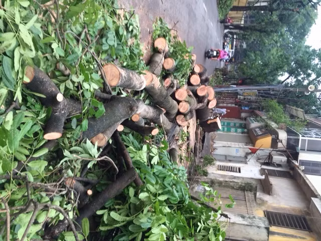 Hà Nội khẩn trương dọn cây đổ sau dông lốc ảnh 6