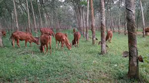 Nuôi bò thịt làm giàu ảnh 1