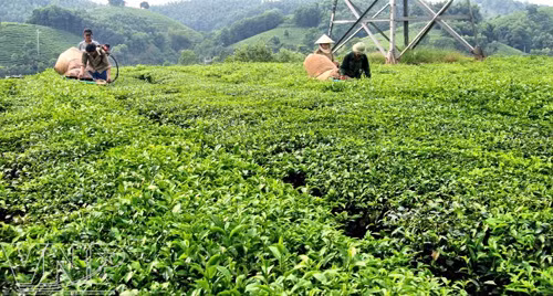 Báo Tin Tức giúp ích cho đồng bào Tuyên Quang ảnh 2