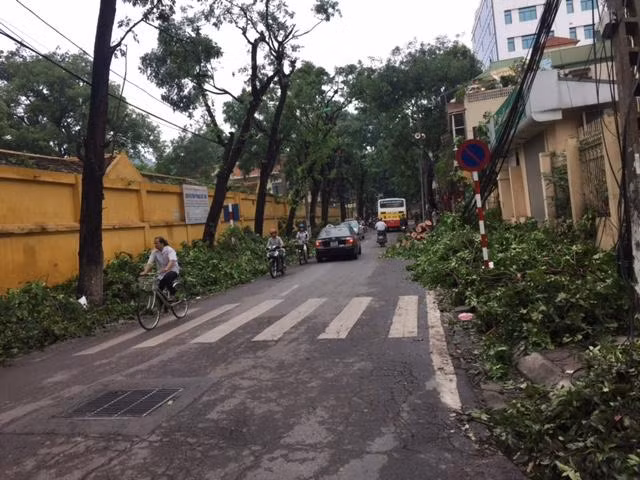 Hà Nội khẩn trương dọn cây đổ sau dông lốc ảnh 2