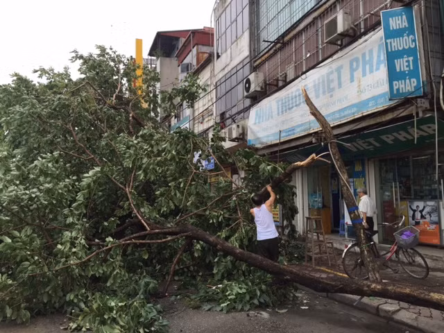 Hà Nội khẩn trương dọn cây đổ sau dông lốc ảnh 5