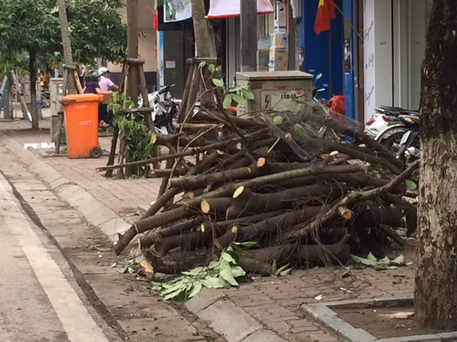 Hà Nội khẩn trương dọn cây đổ sau dông lốc ảnh 1