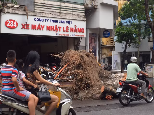 Hà Nội khẩn trương dọn cây đổ sau dông lốc ảnh 3
