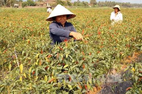 Nhân rộng mô hình chuyển đổi cây trồng cạn ảnh 1
