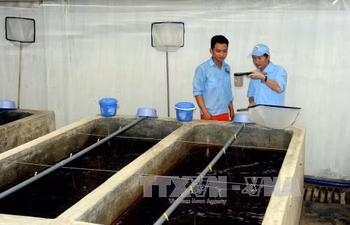 Bình Định ưu tiên phát triển nuôi tôm ứng dụng công nghệ cao ảnh 1