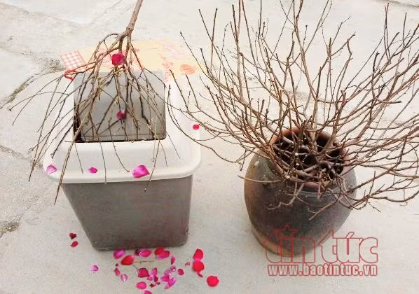 Điêu khắc cành đào khô tại Rác Xuân 2017 ảnh 5