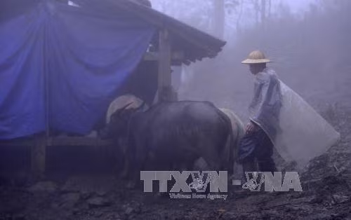 Lạng Sơn tăng cường phòng chống đói rét cho gia súc, gia cầm ảnh 1