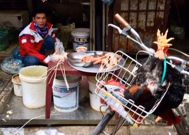 Vô tư giết mổ gia cầm tại chợ trong mùa dịch cúm ảnh 2