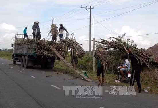 Công bố kết quả giám định chữ đường mía tại Công ty cổ phần Mía đường Trà Vinh ảnh 1